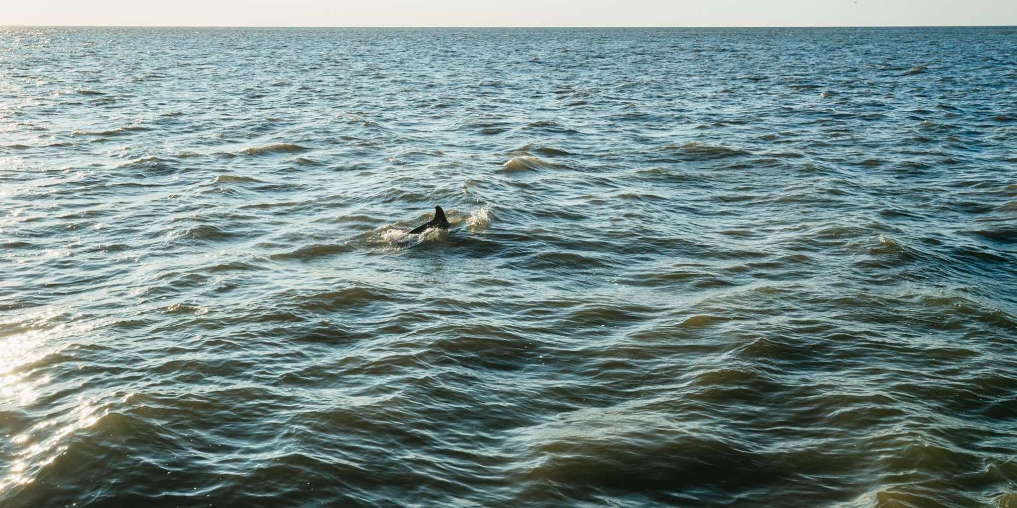 Cape May Sunset Cruise & Dolphin Watching 2 hr - Image 3