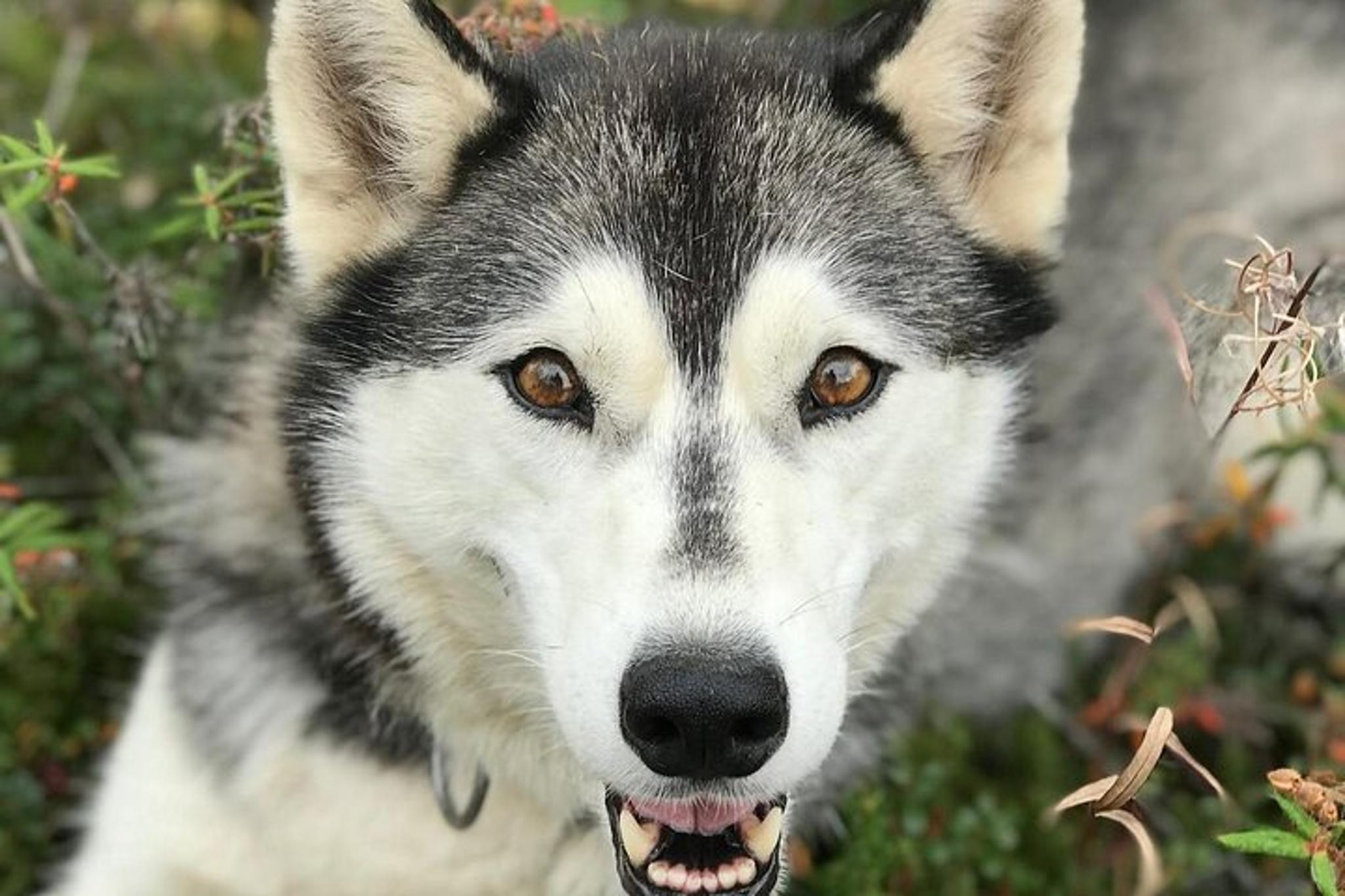 Fairbanks Siberian Husky Kennel Tour - Image 6