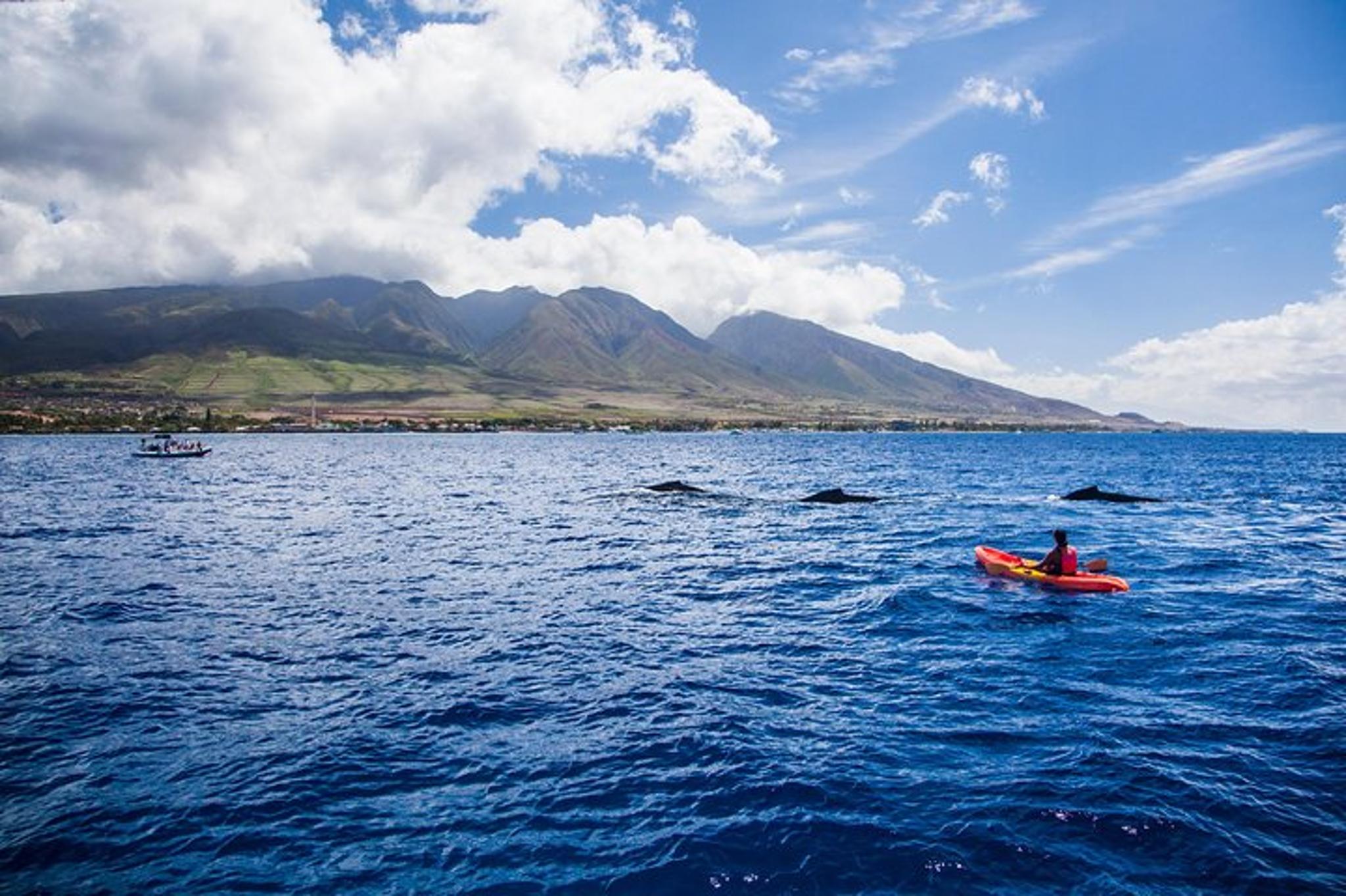 Makena Whale Watching and Snorkel - Image 5