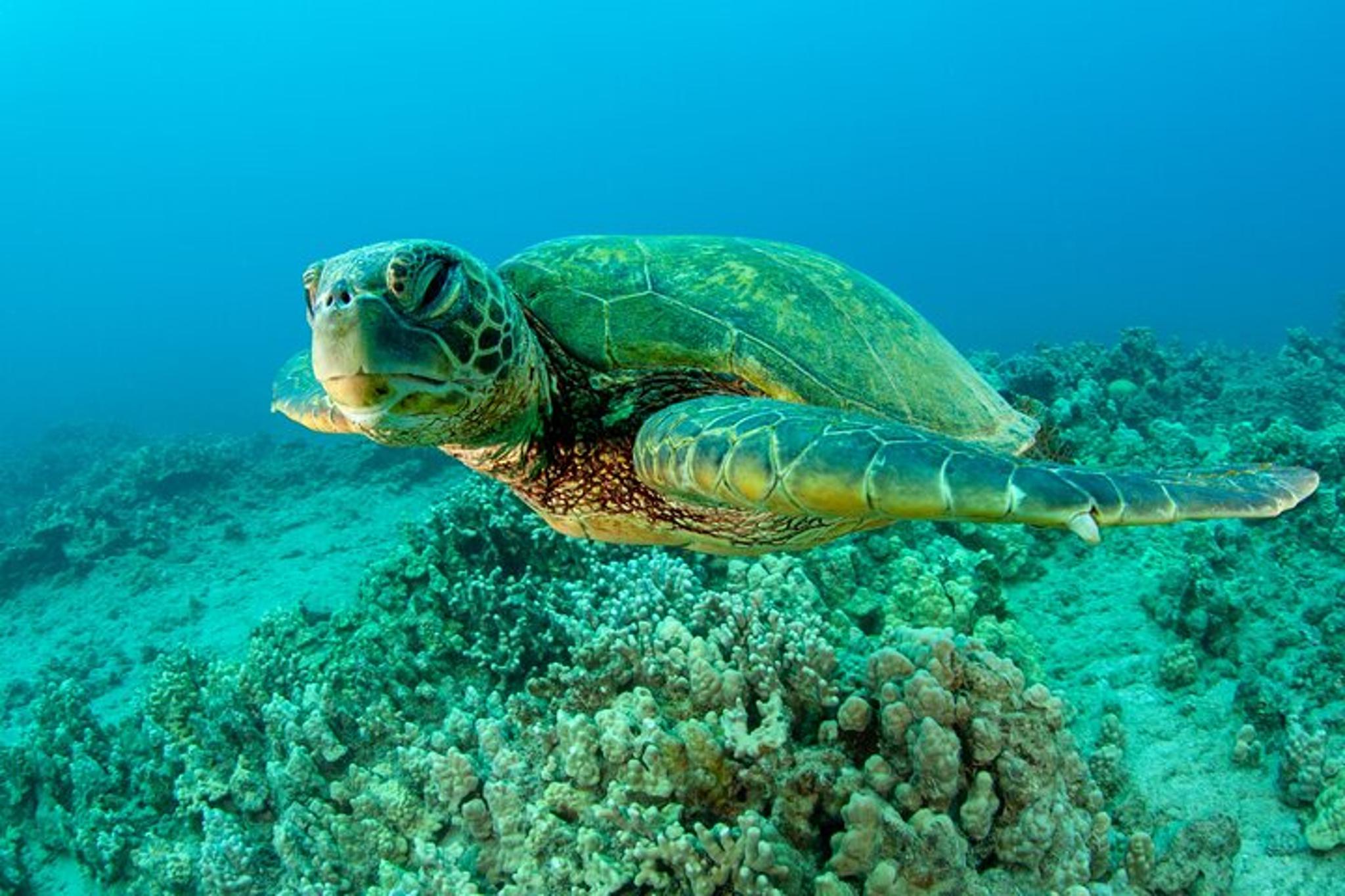 Maui Snorkel Tour: Molokini Crater and Turtle Stop - Image 2