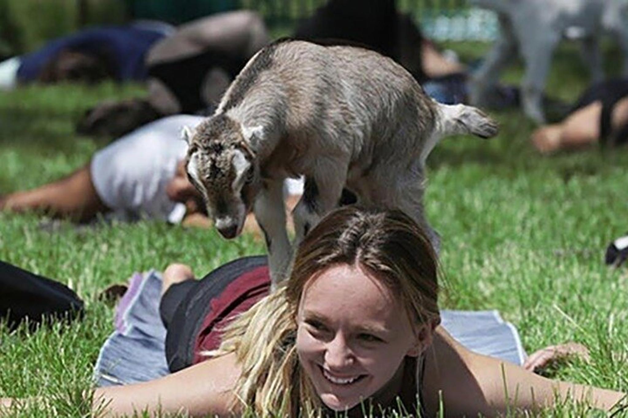 Fredericksburg Baby Goat Cuddling and Wine Tour 30 min - Image 3