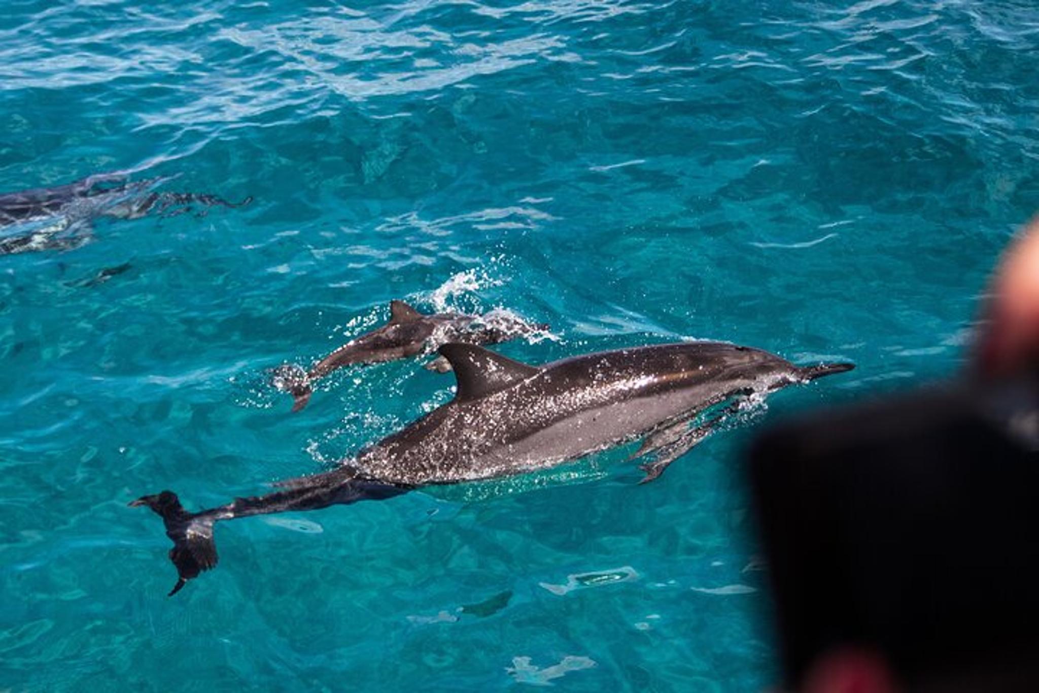 Oahu Dolphin and Snorkel Tour with Waikiki Pickup - Image 5
