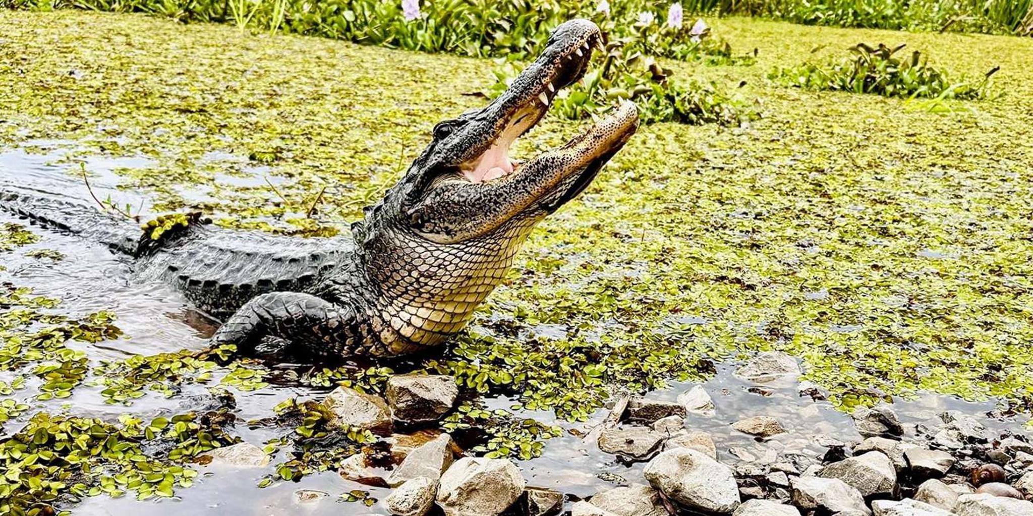 New Orleans Airboat Swamp Adventure - Image 2