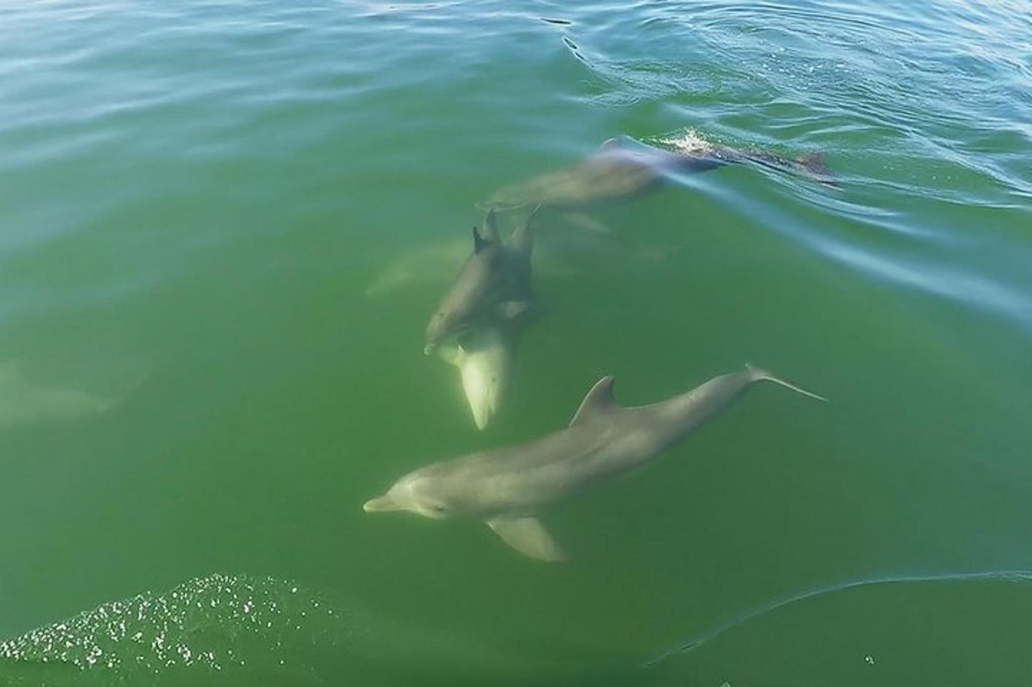 Tierra Verde Dolphin Cruise and Snorkeling to Shell Key 2 hr - Image 6