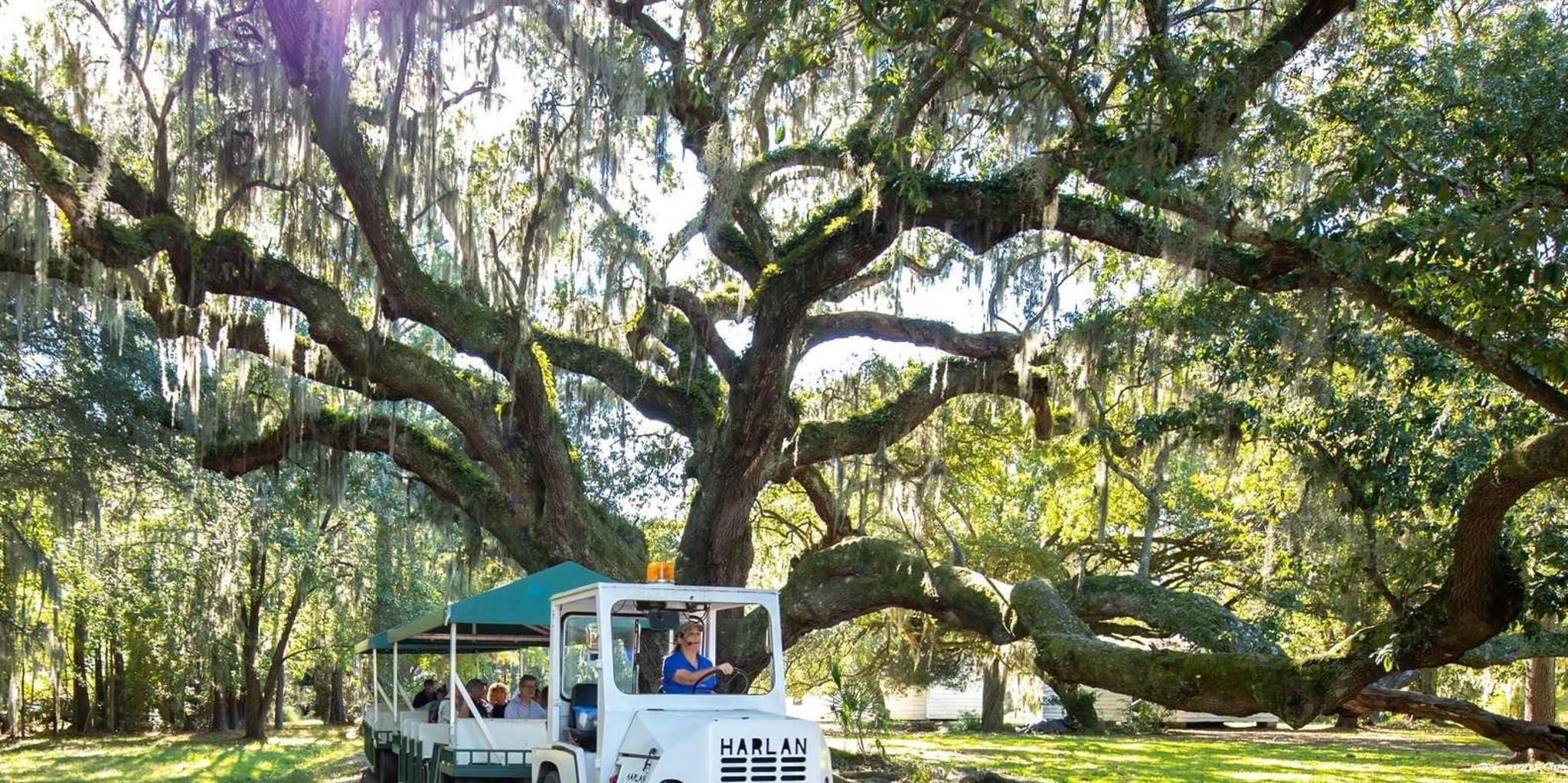 Charleston Magnolia Plantation Tour