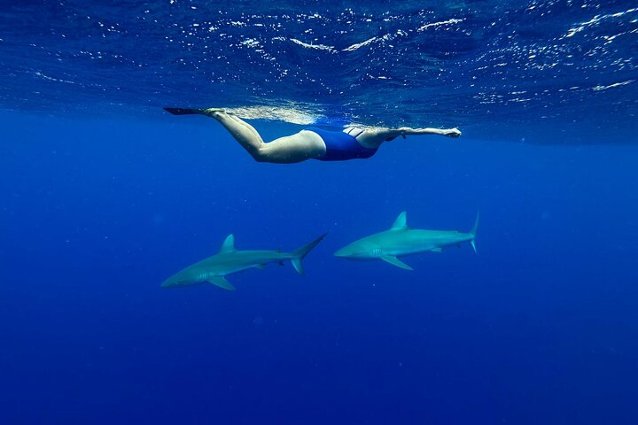 Oahu Cage-Free Shark Swim North Shore 105 min - Image 6