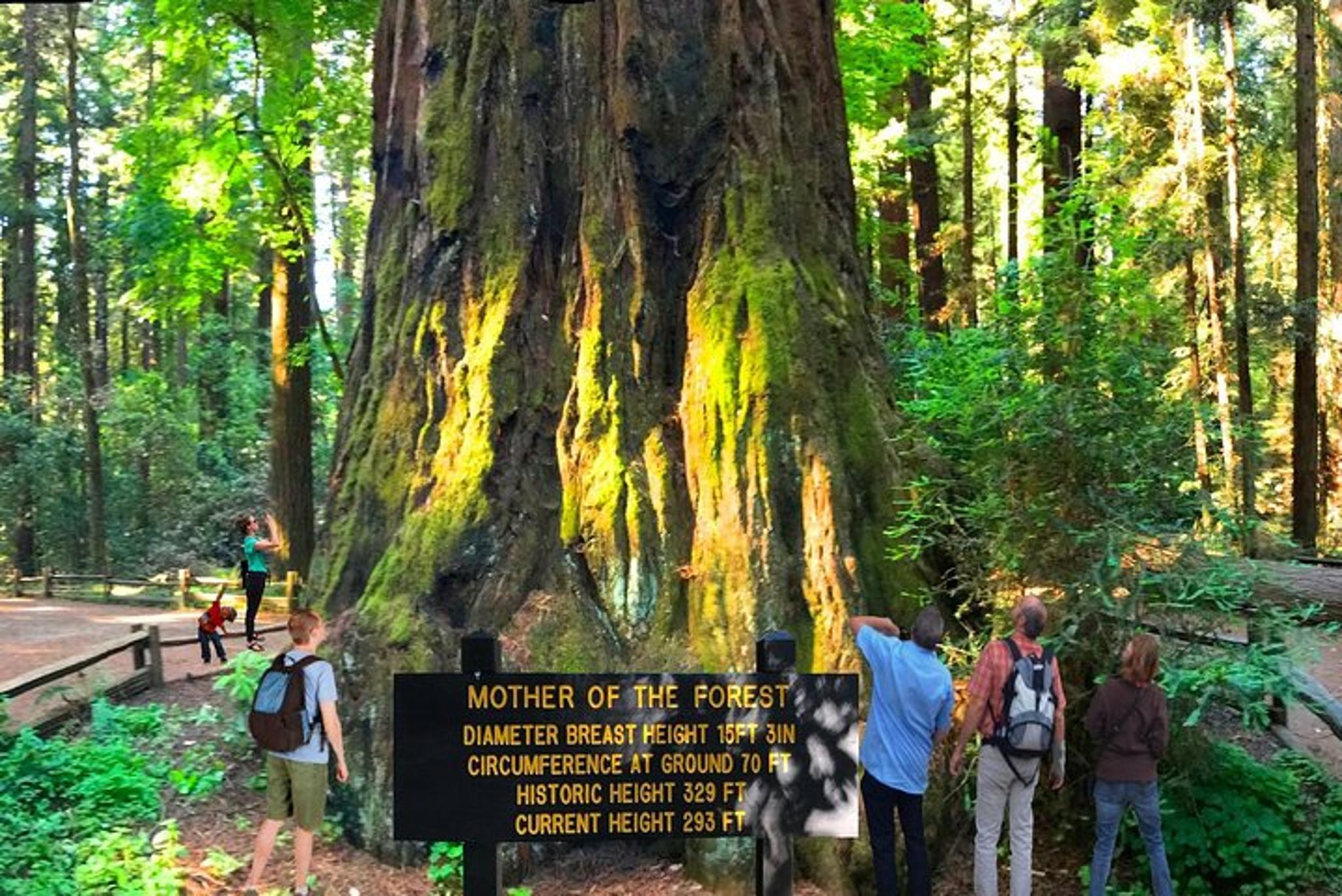 San Francisco Redwoods Horseback Riding Tour - Image 3