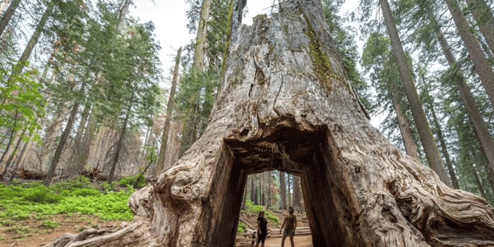 San Jose Yosemite National Park Tour - Image 4