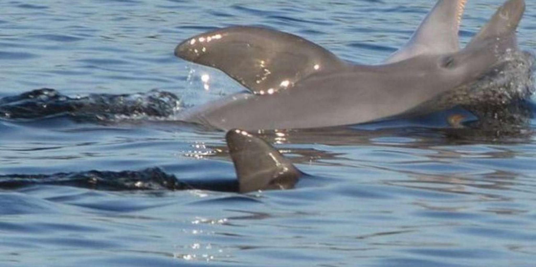 Orange Beach Dolphin Cruise - Image 5