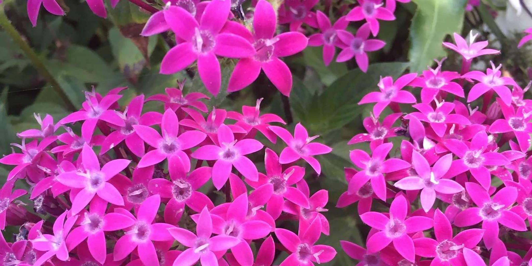 Santa Monica Hidden Stairways & Canyon Paths Tour - Image 5