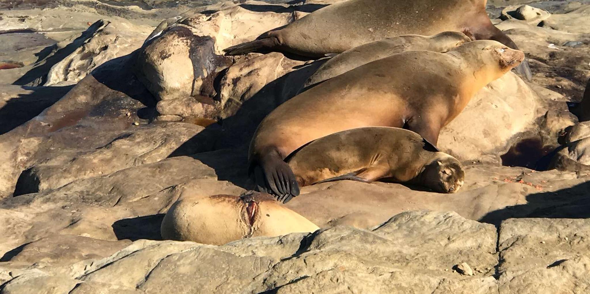 San Diego La Jolla Tour - Image 3