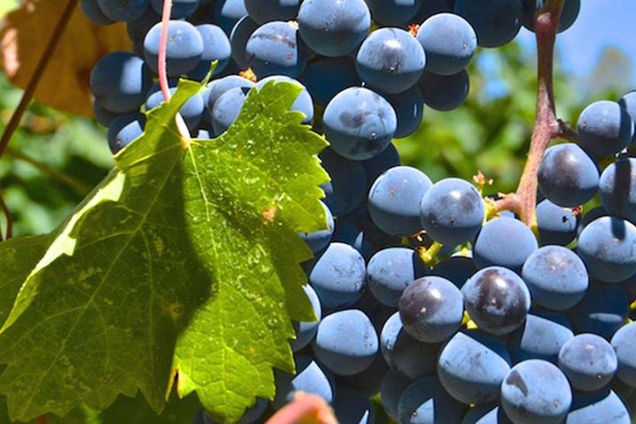 Sonoma Wine Tasting Tour - Image 2