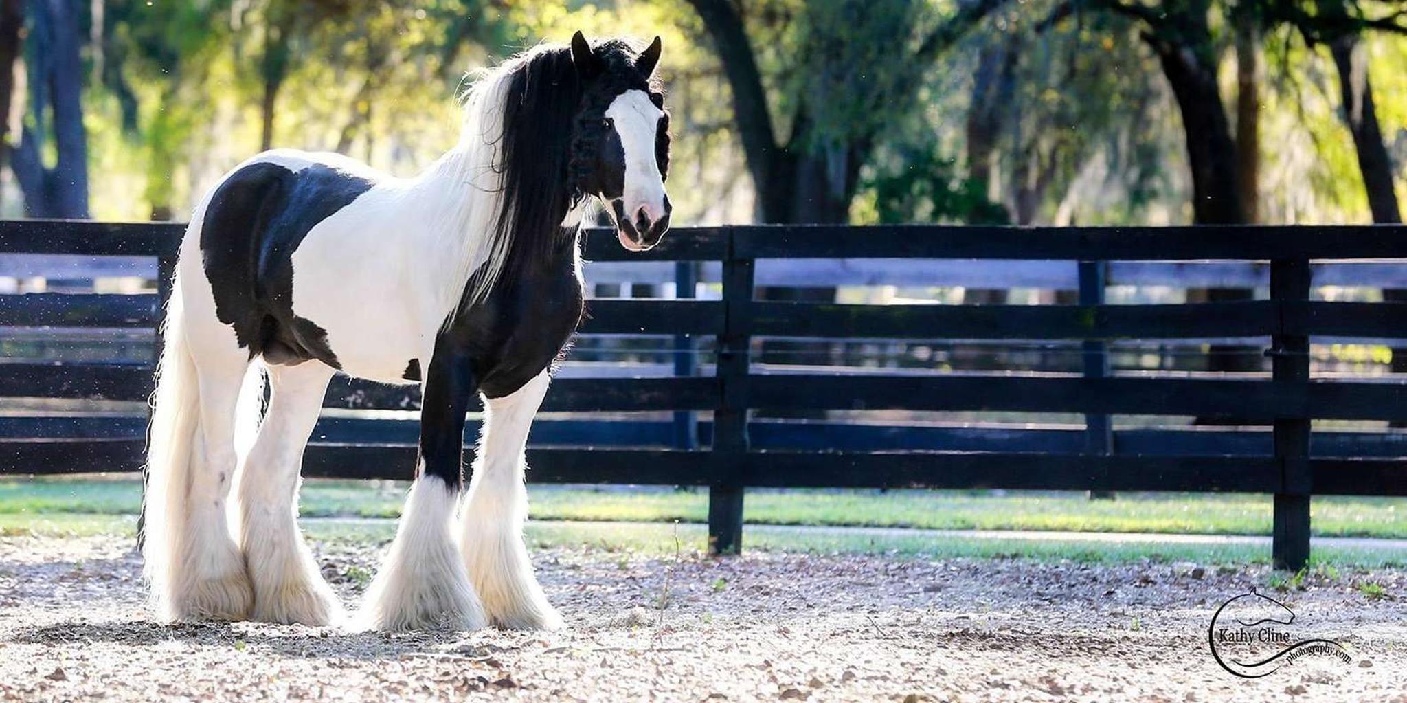 Ocala Gypsy Gold Horse Farm Walking Tour