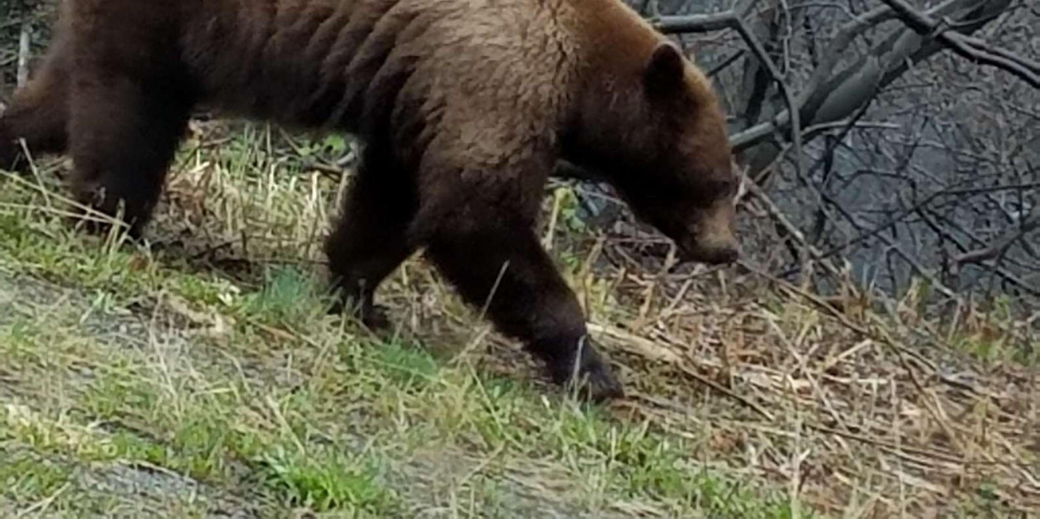 Skagway Sled Dog Adventure and Gold Panning 4.5 hr - Image 2