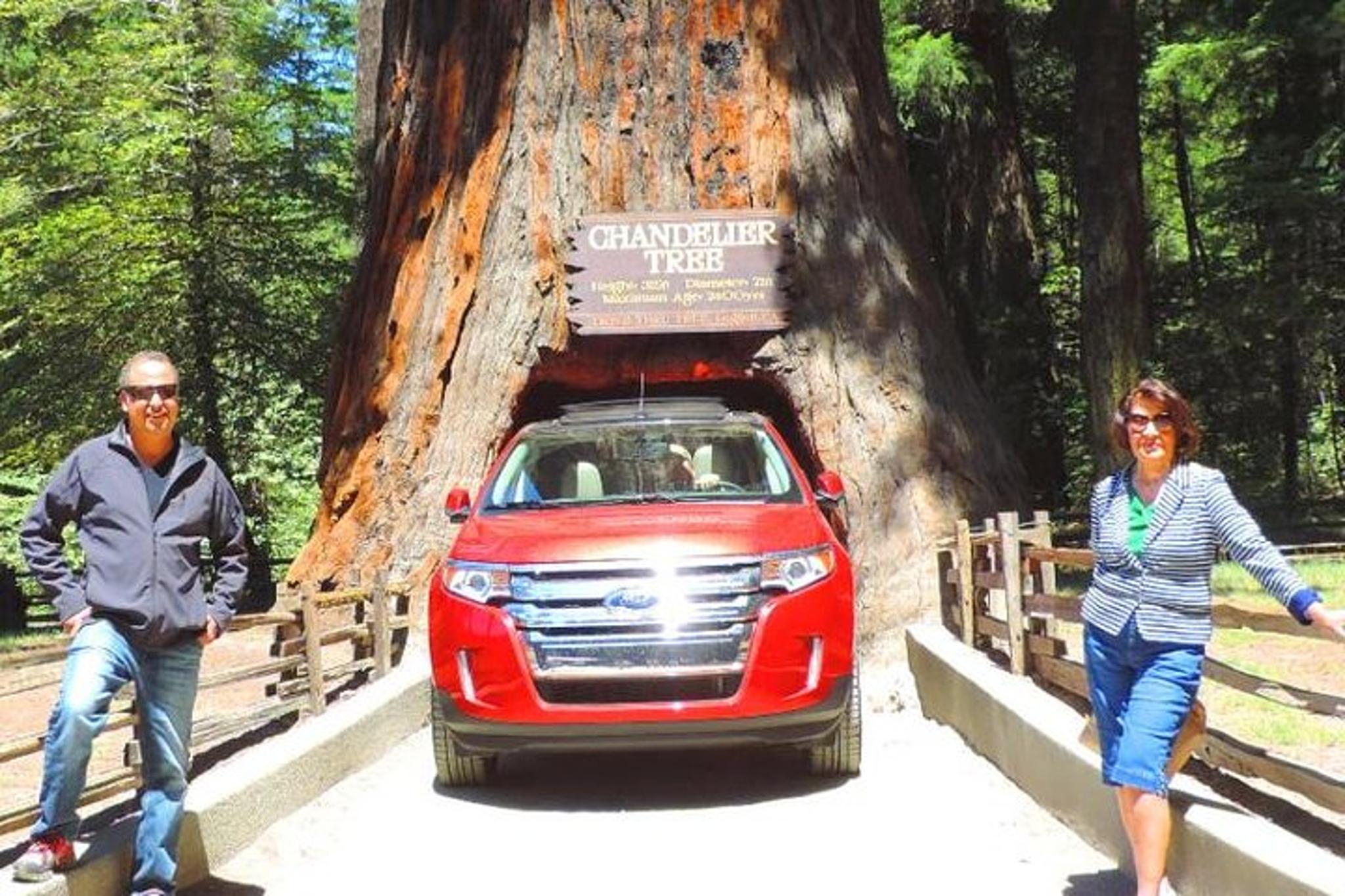 San Francisco Avenue of the Giants Redwood Tour - Image 3