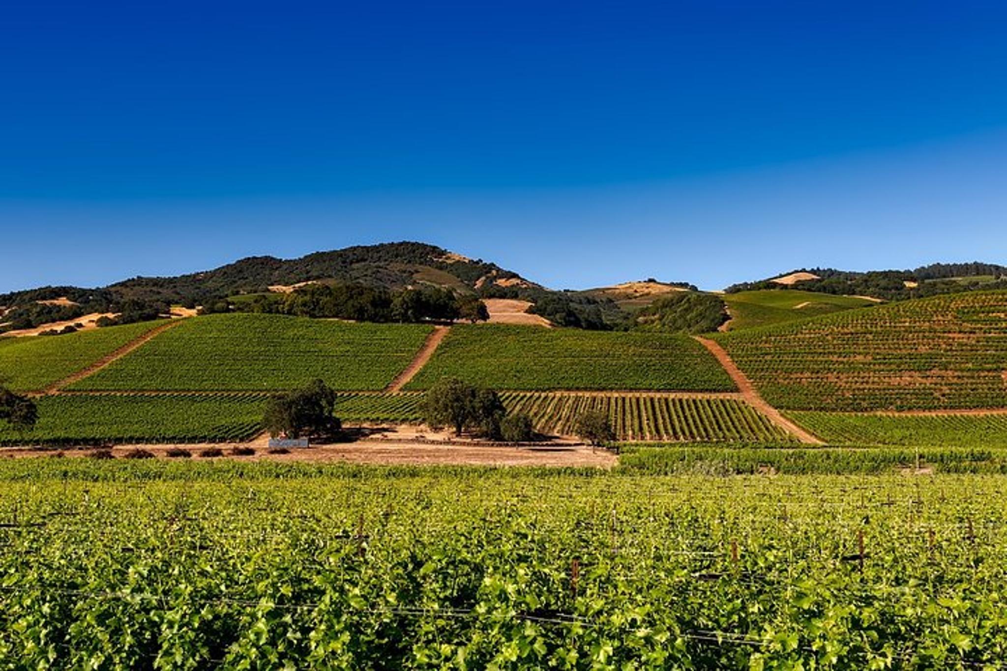 Sonoma and Napa Wine Tour Private 8 to 10 Hours - Image 4
