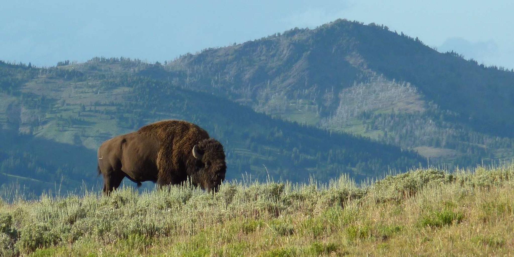 Jackson Yellowstone National Park Tour 2-Day - Image 4
