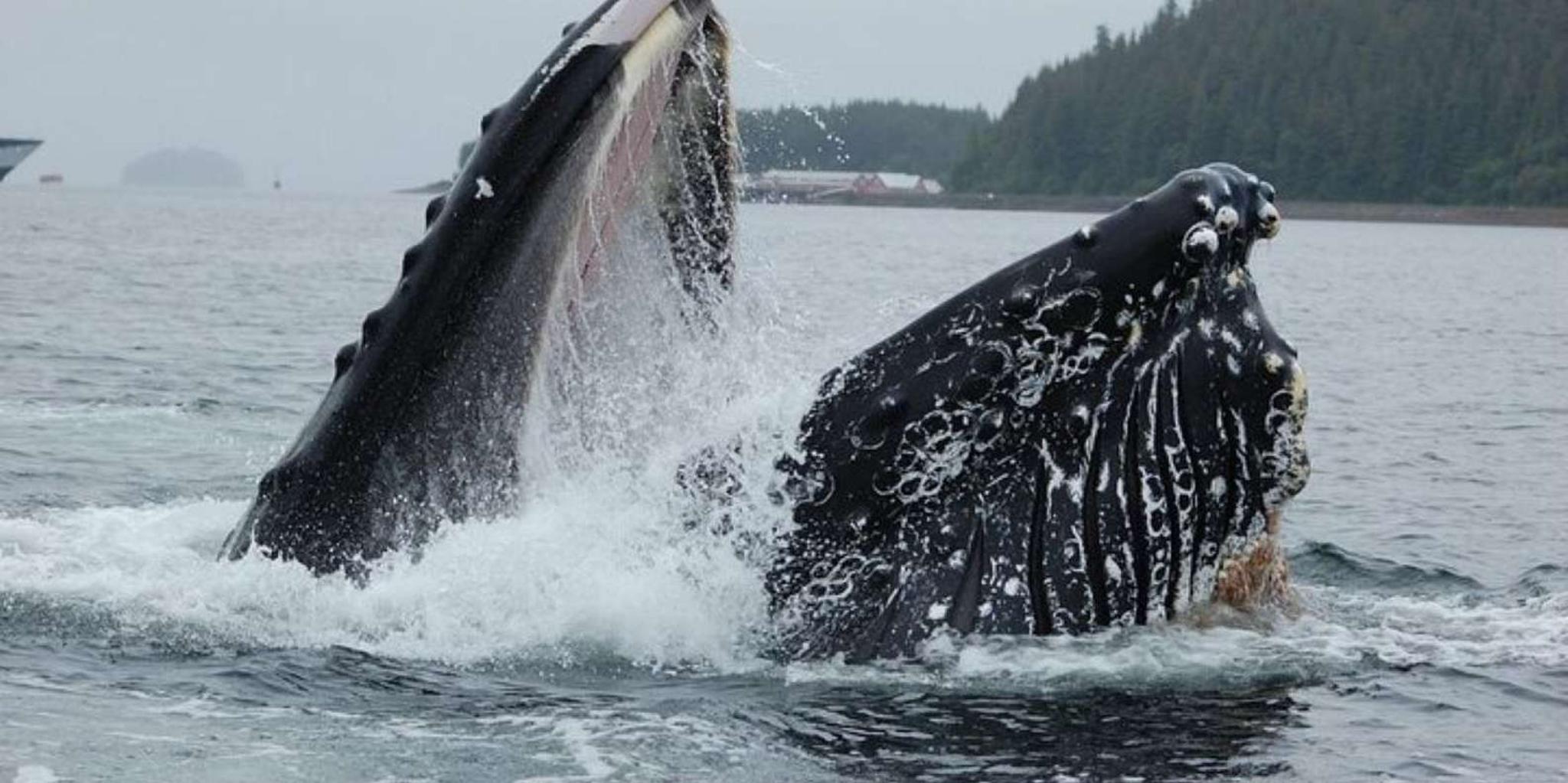 Hoonah Whale Watching Cruise