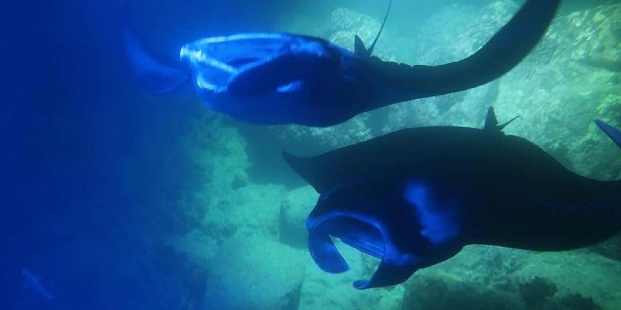 Kona Manta Ray Night Snorkel - Image 2