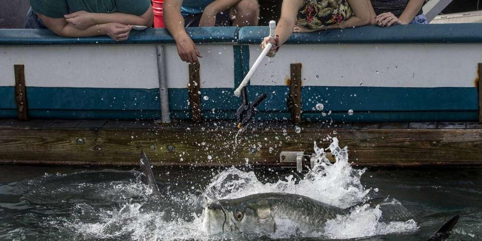 Miami Fish Feeding Experience - Image 2