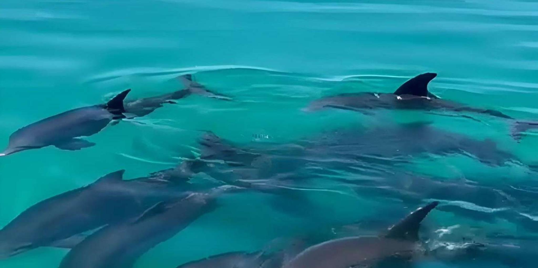 Key West Dolphin Sail and Snorkel Adventure - Image 6