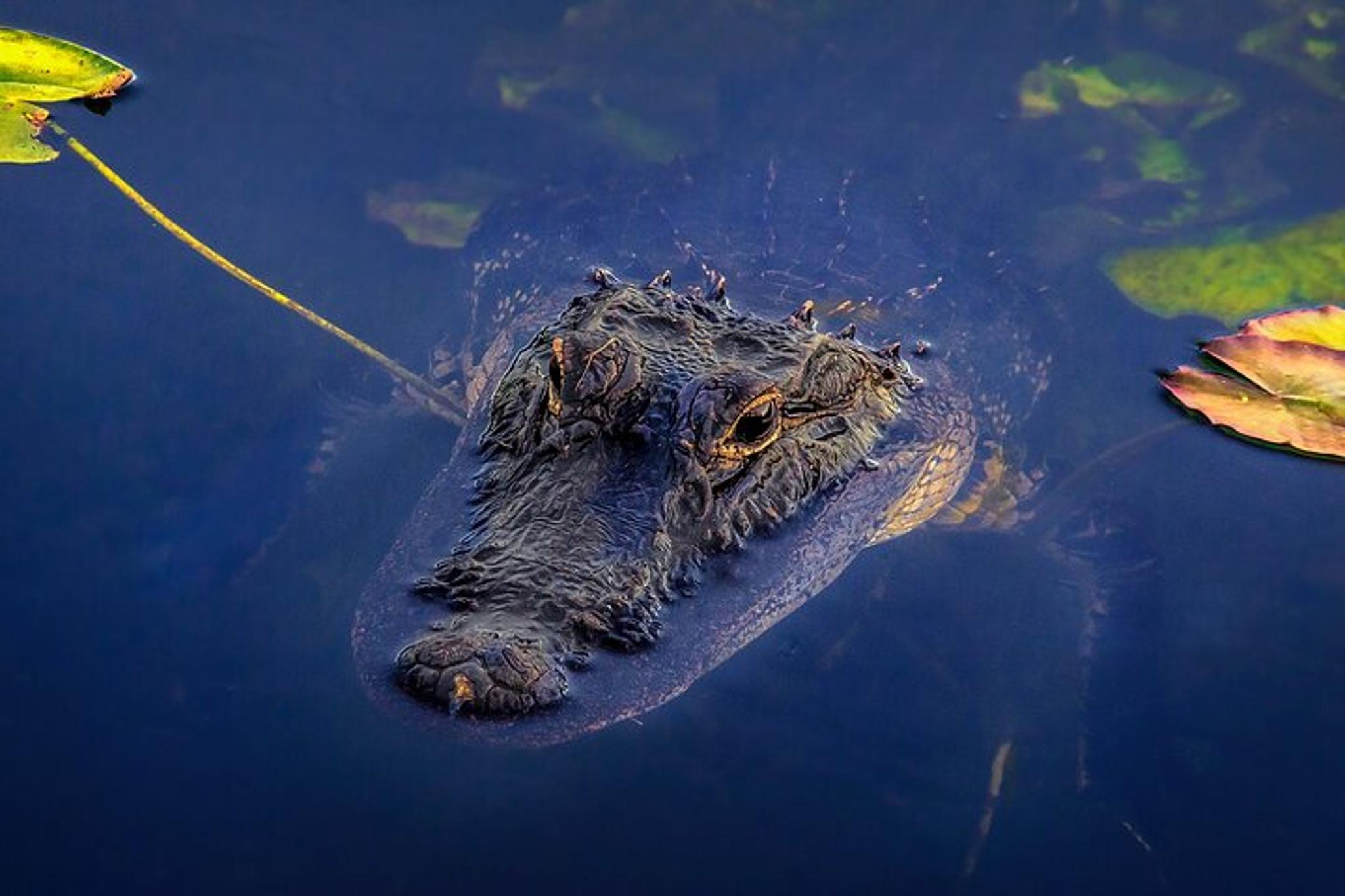 Miami Everglades Airboat Tour - Image 3