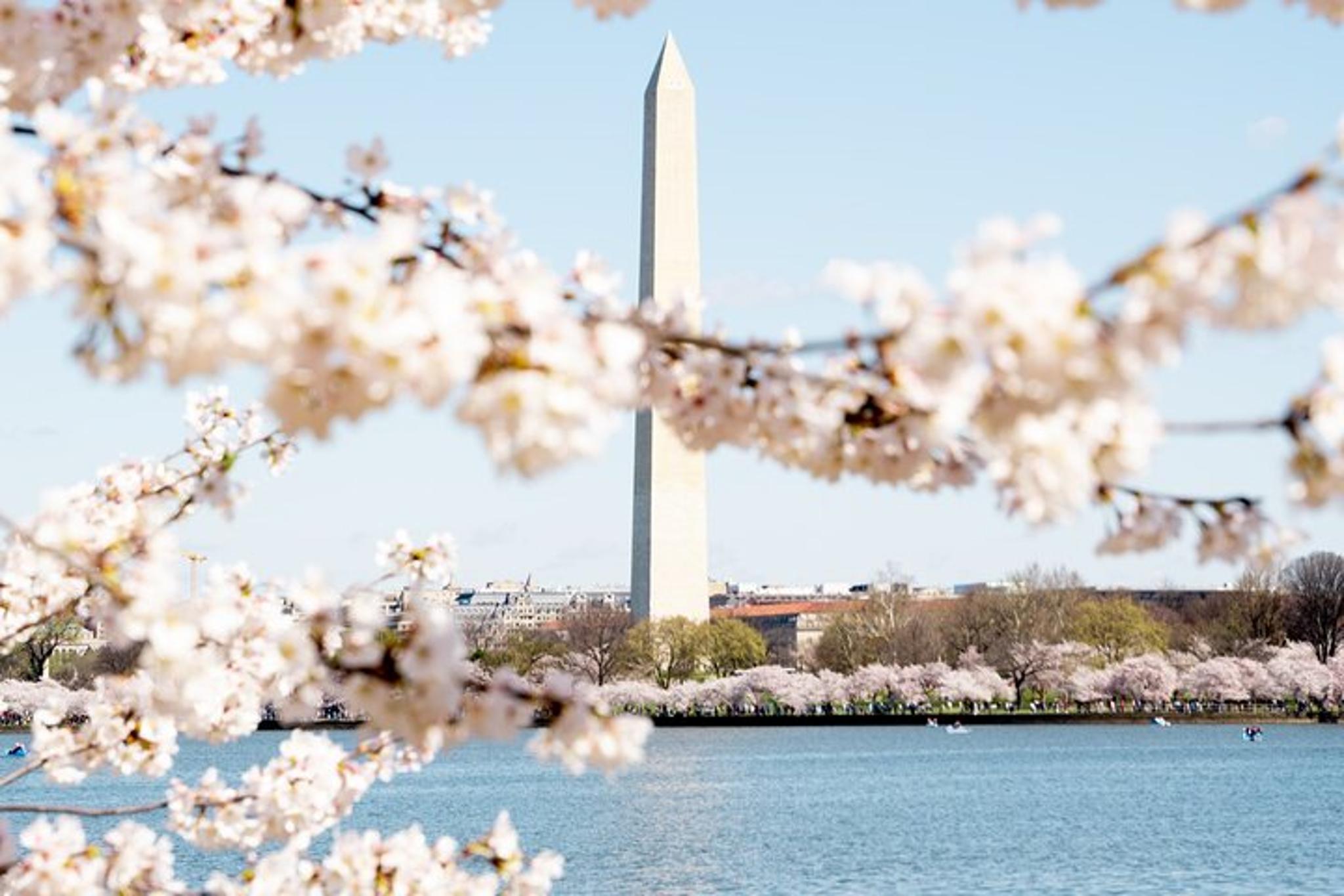 Washington DC Cherry Blossom Bus Tour - Image 4