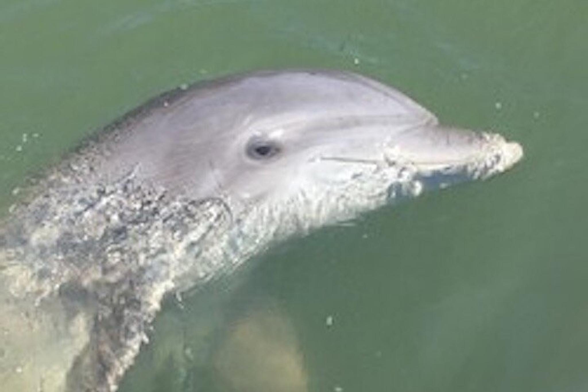 Hilton Head Dolphin Tour with Disappearing Island Stop - Image 3