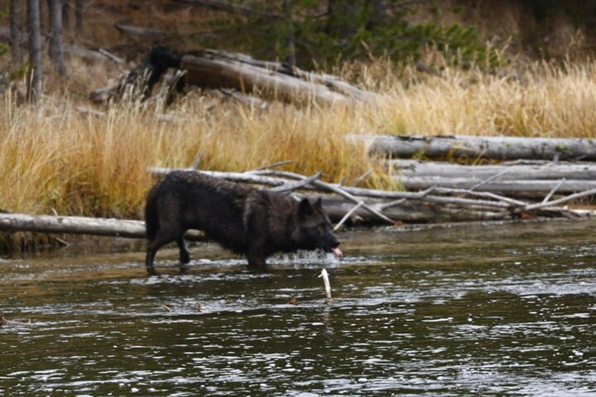 Yellowstone Private Tour Lower and Upper Loops 2 Days - Image 4