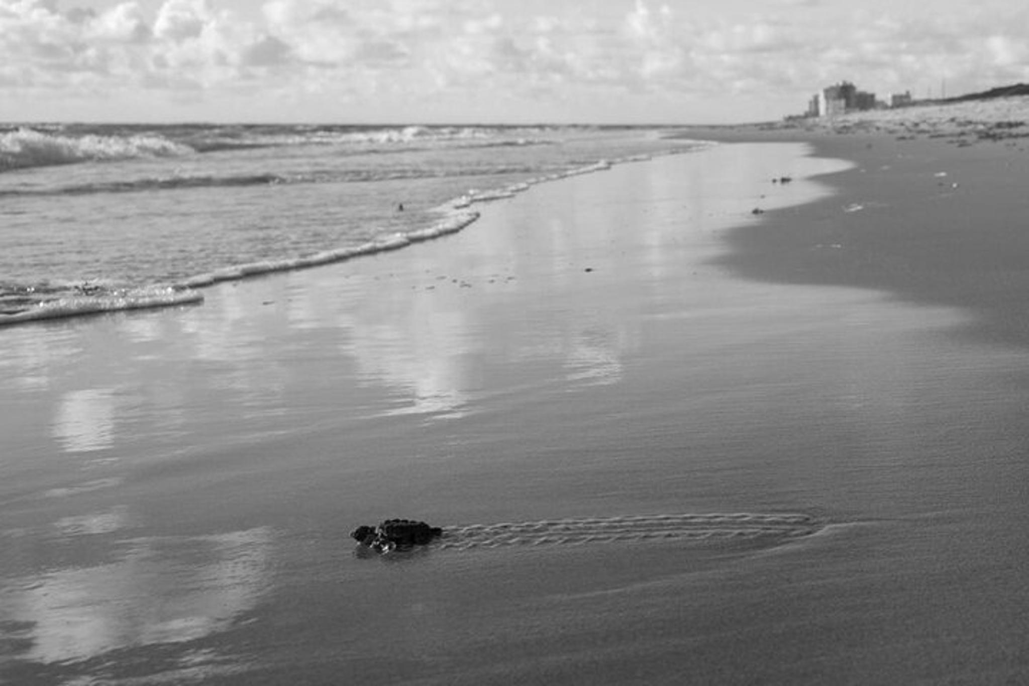 Juno Beach Sea Turtle Hatchling Release - Image 1