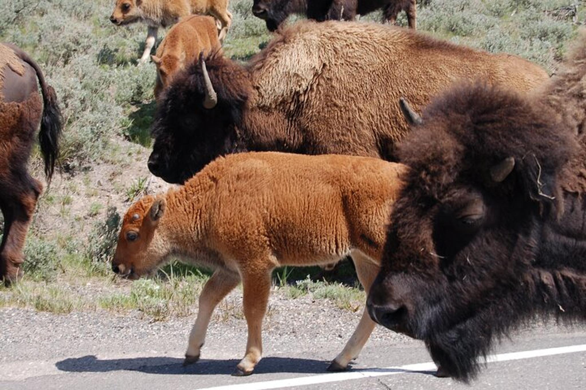 Yellowstone Upper Loop Tour - Image 5