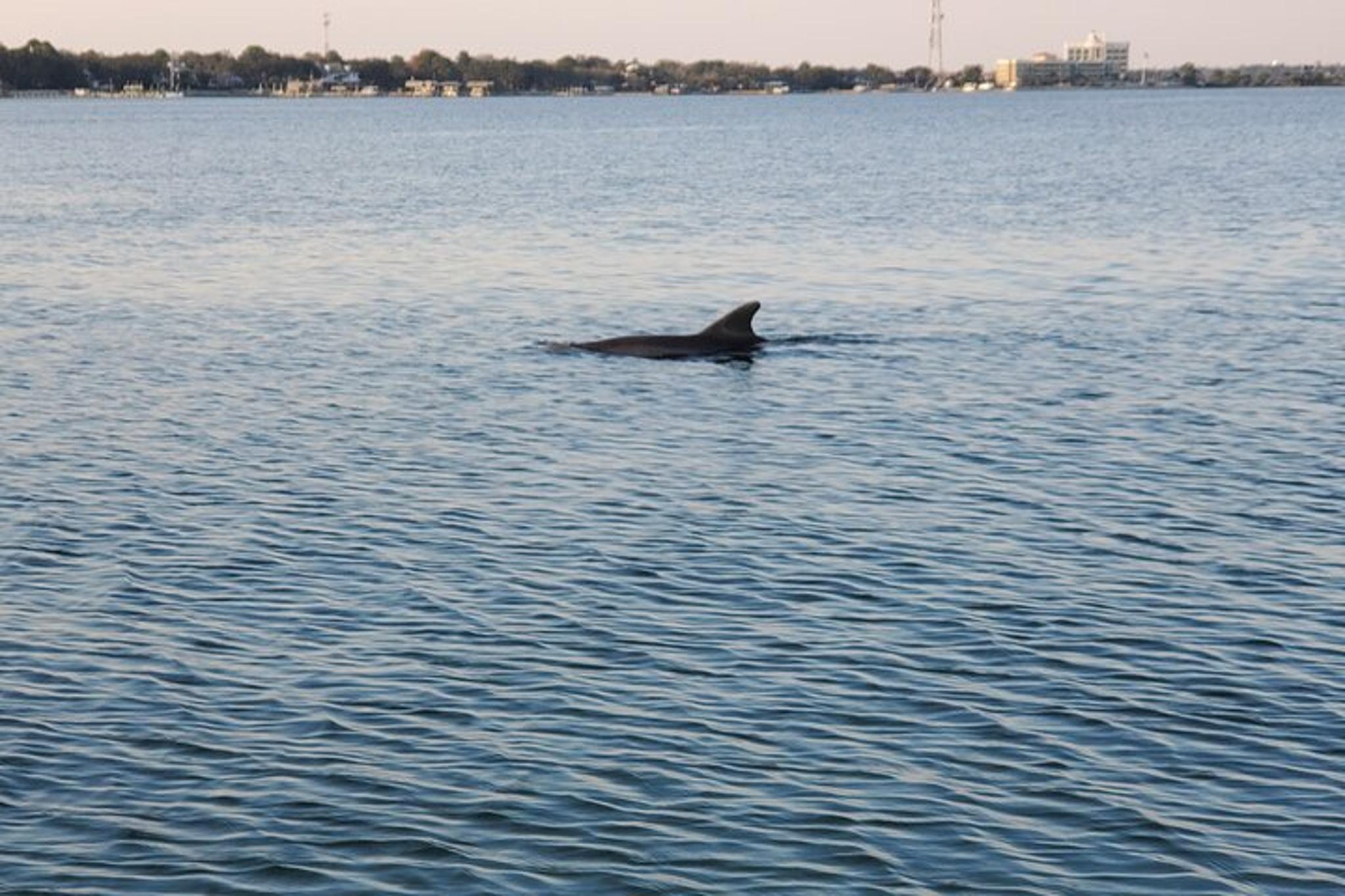 Destin Catamaran Sunset Cruise with Dolphin Watching 2 hr - Image 6