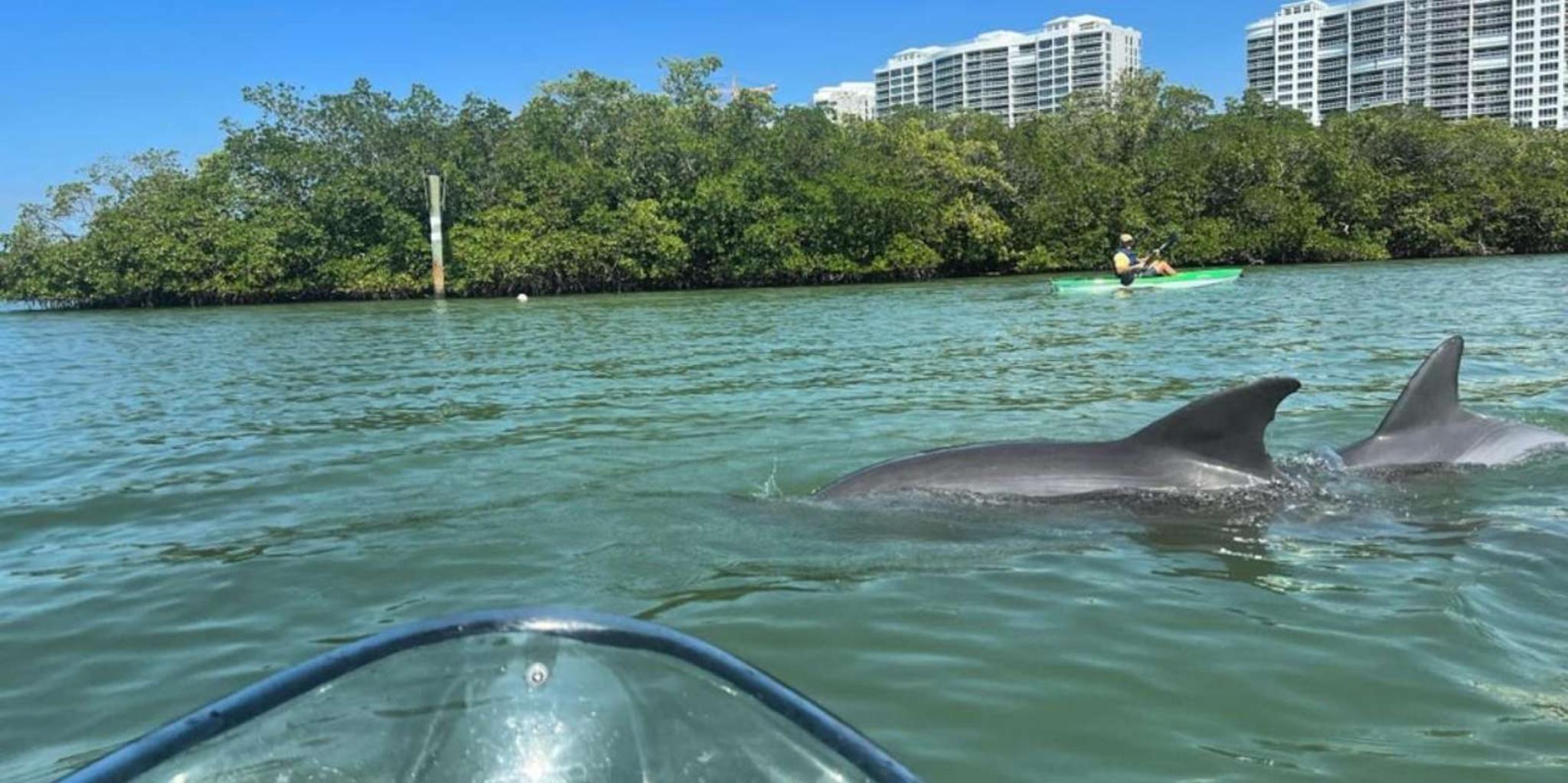 Naples Clear Kayak Eco Tour - Image 1