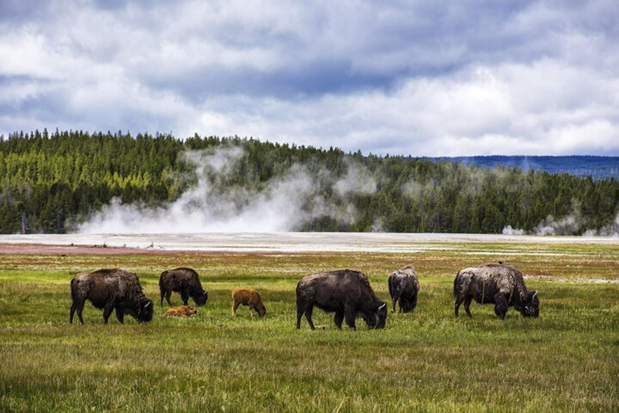 Yellowstone National Park Lower Loop Picnic Lunch Tour - Image 2