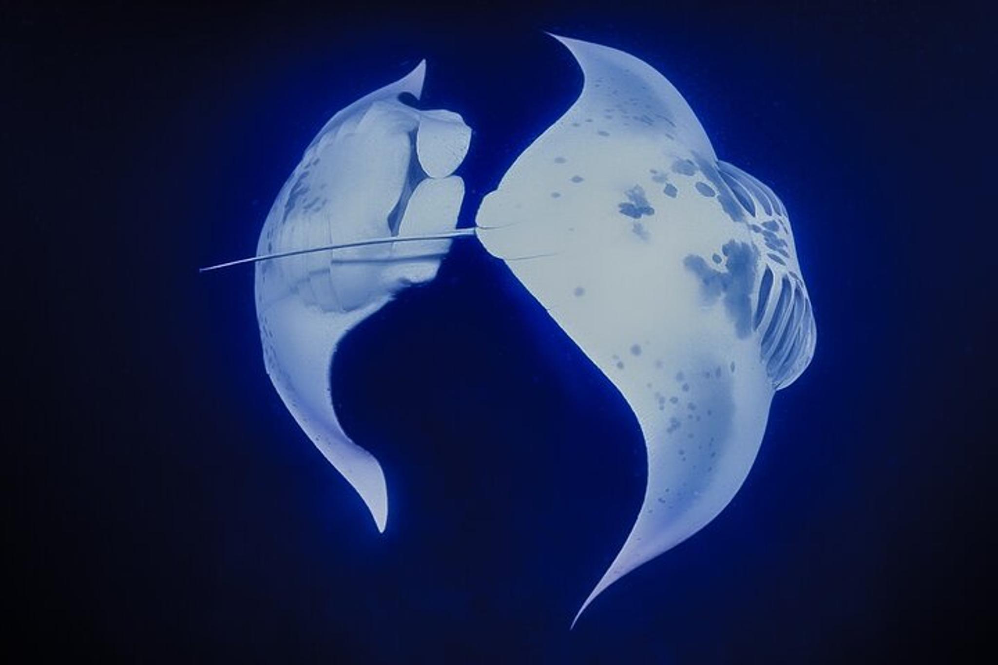 Kona Manta Night Snorkel - Image 4