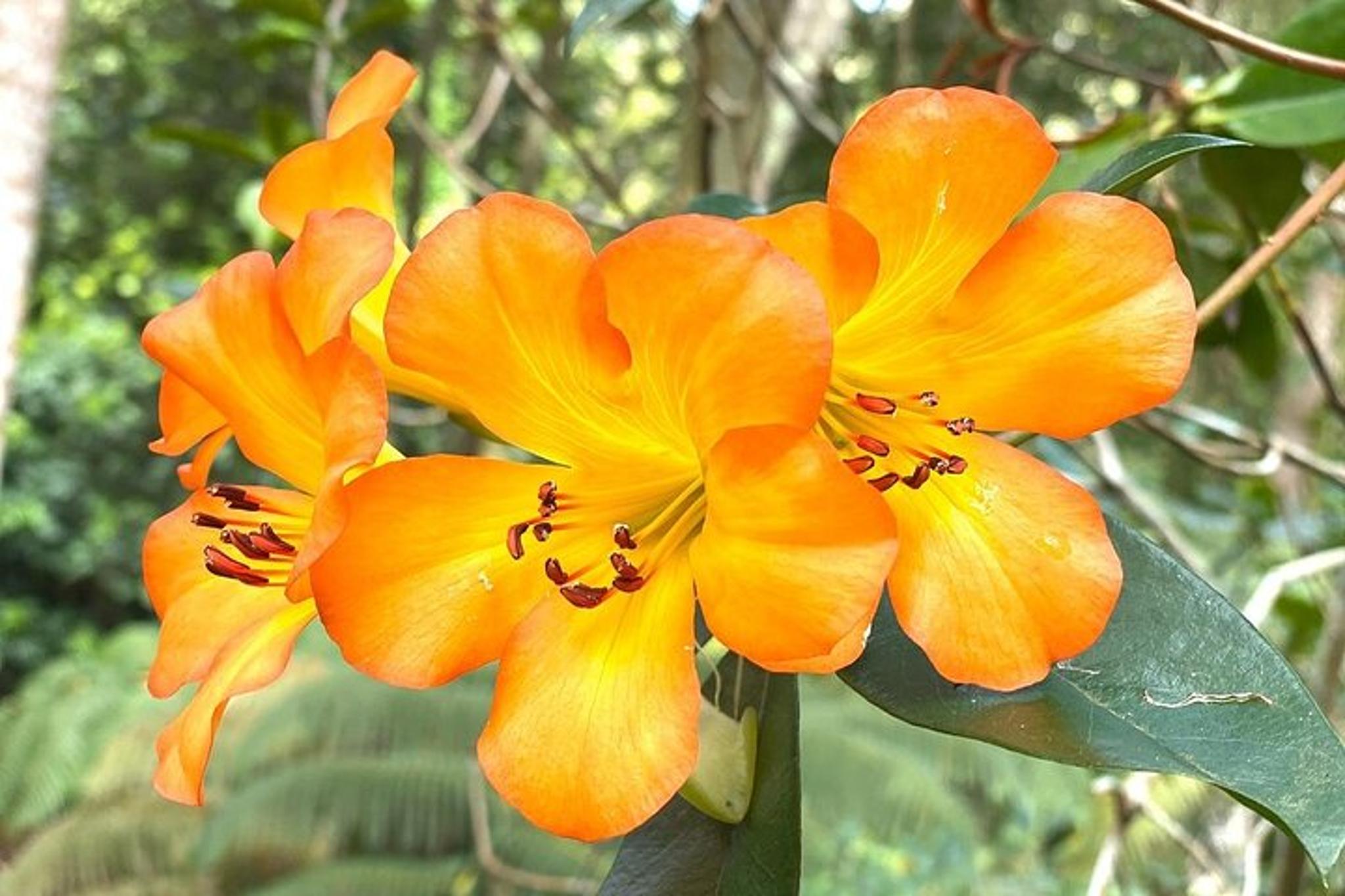 Princeville Botanical Gardens Tour and Chocolate Tasting - Image 6