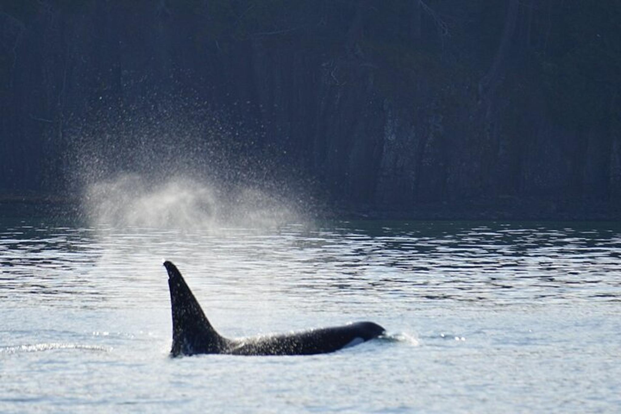 Orcas Island Orca Whale Tour - Image 6