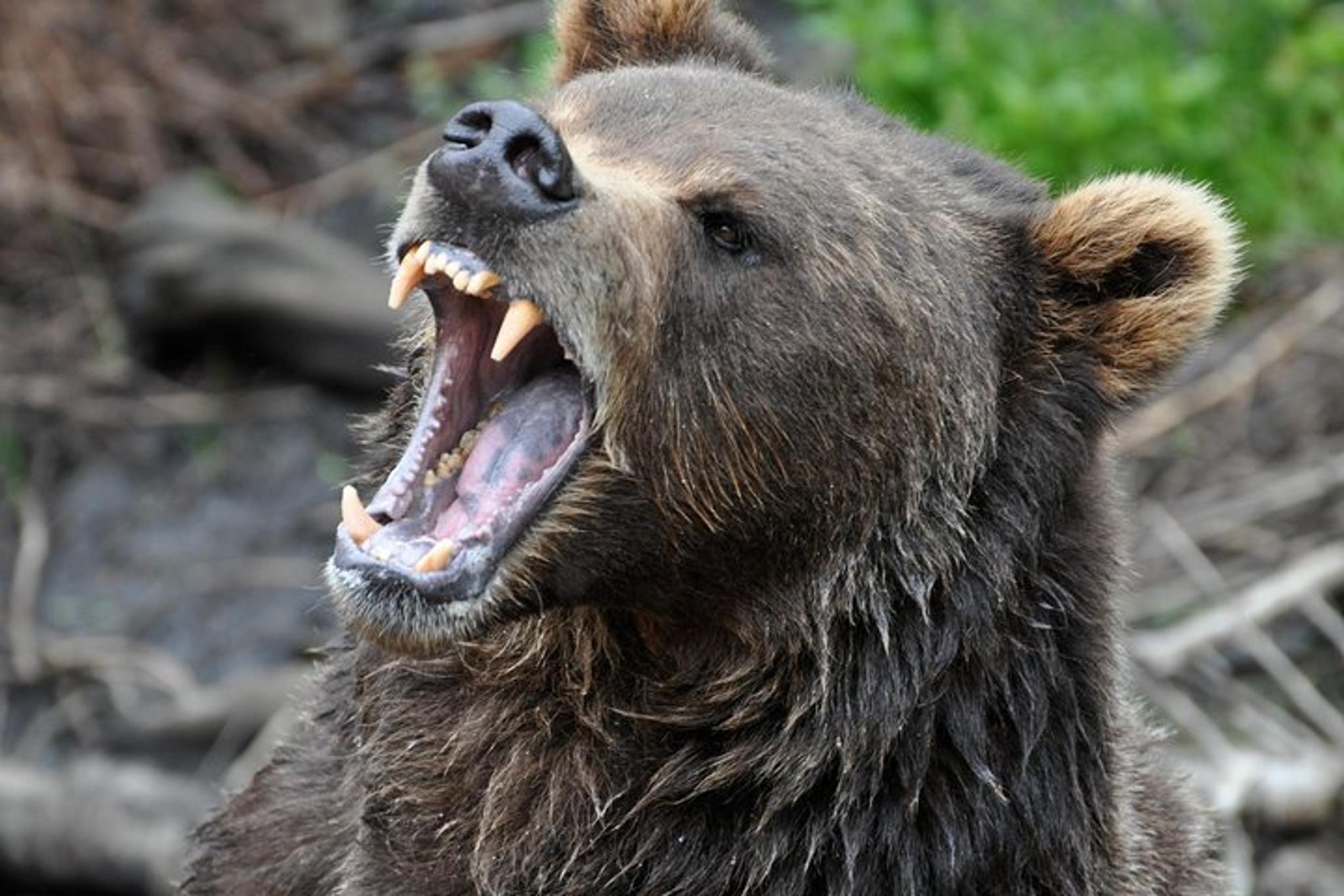 Sitka Scenic Tour - Image 2