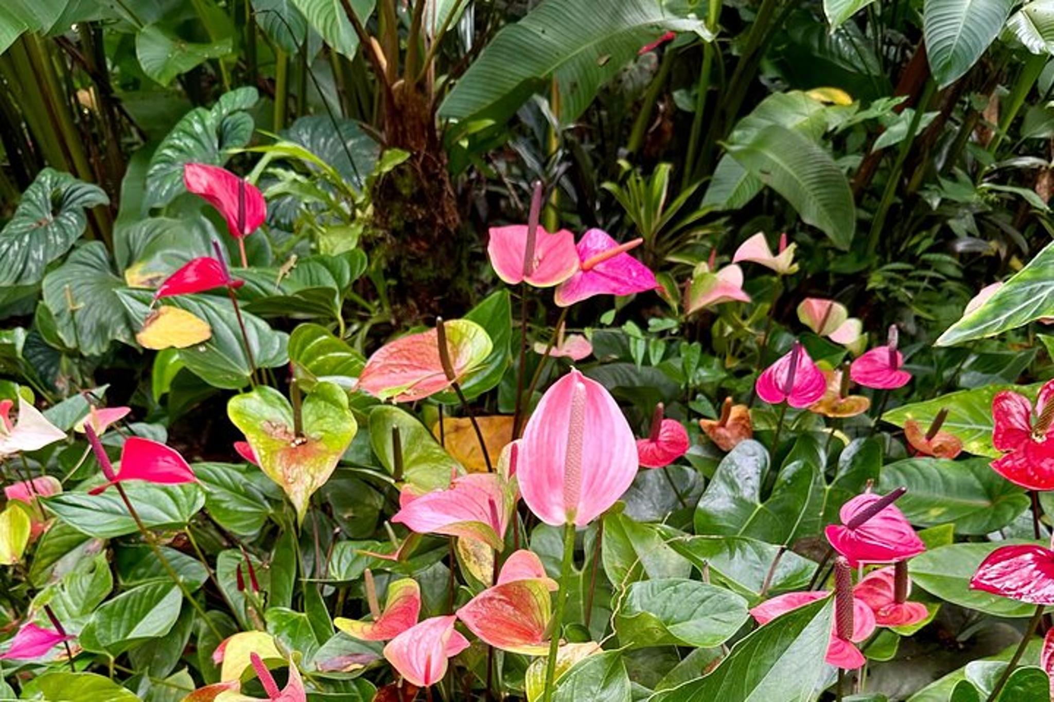 Hawaii Sightseeing Tour - Image 3