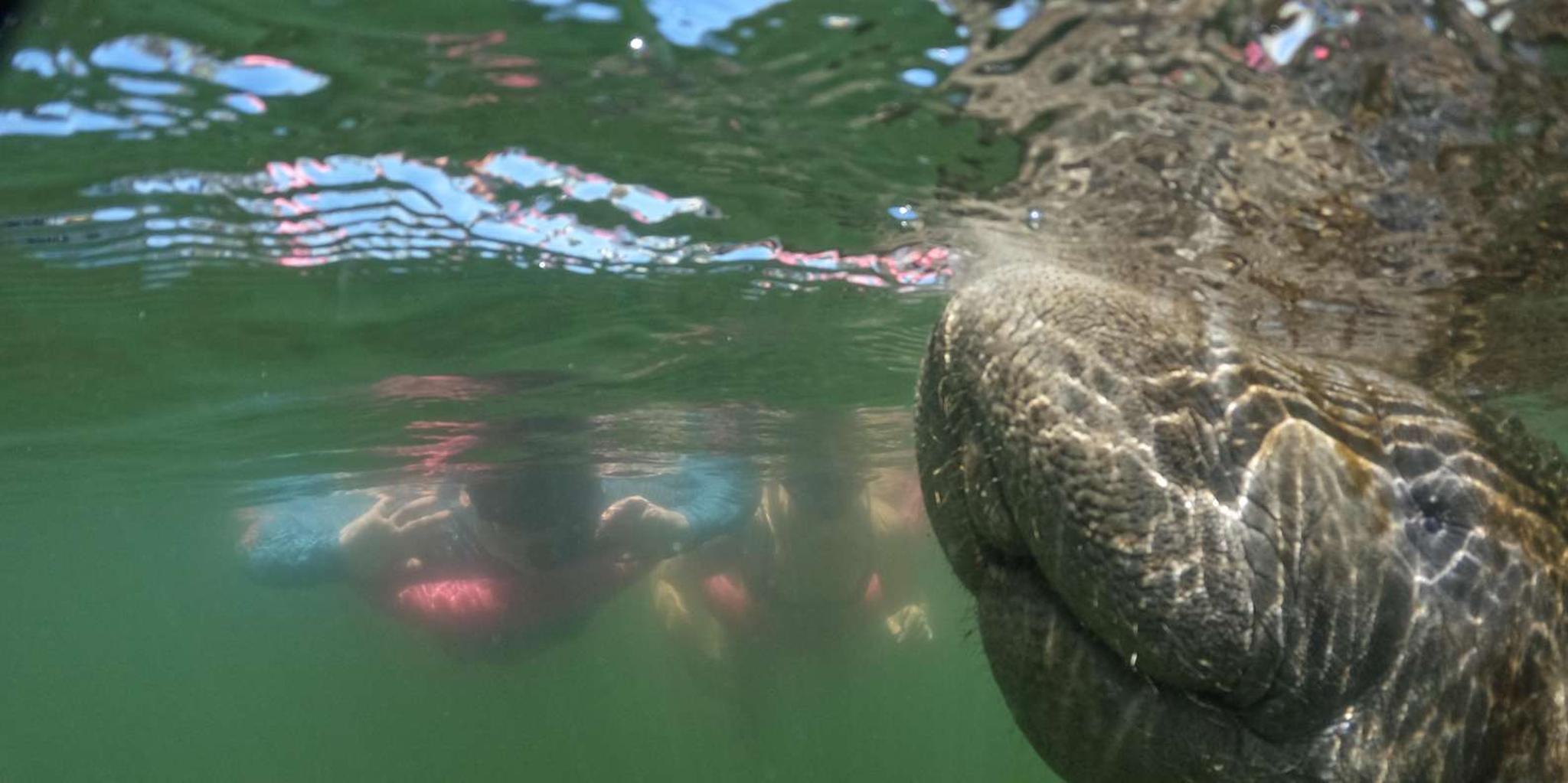 Crystal River Manatee Swim Tour with Free Photos - Image 1