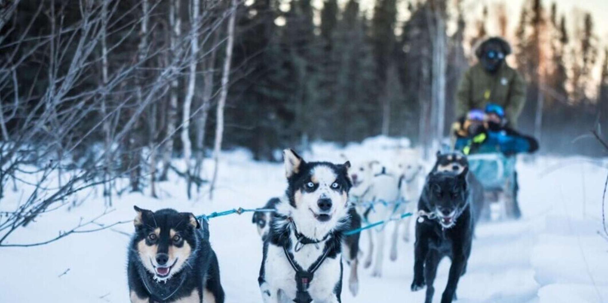 Fairbanks Dog Sledding on the Yukon Quest Trail - Image 2