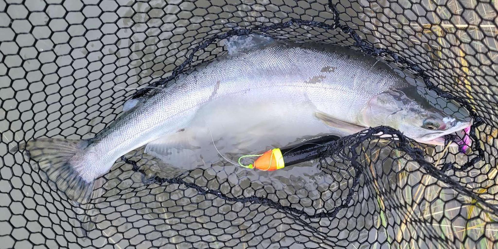 Anchorage Glacier and Salmon Fishing Adventure - Image 3