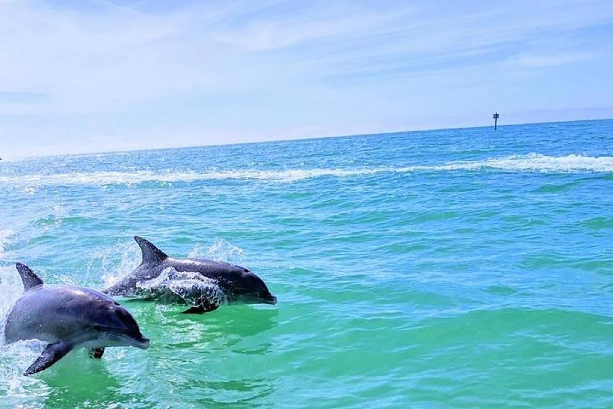 Tierra Verde Dolphin Cruise and Snorkeling to Shell Key 2 hr - Image 5