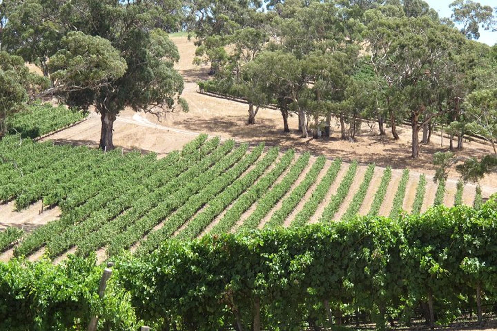 Amador County Private Wine Tour - Image 3
