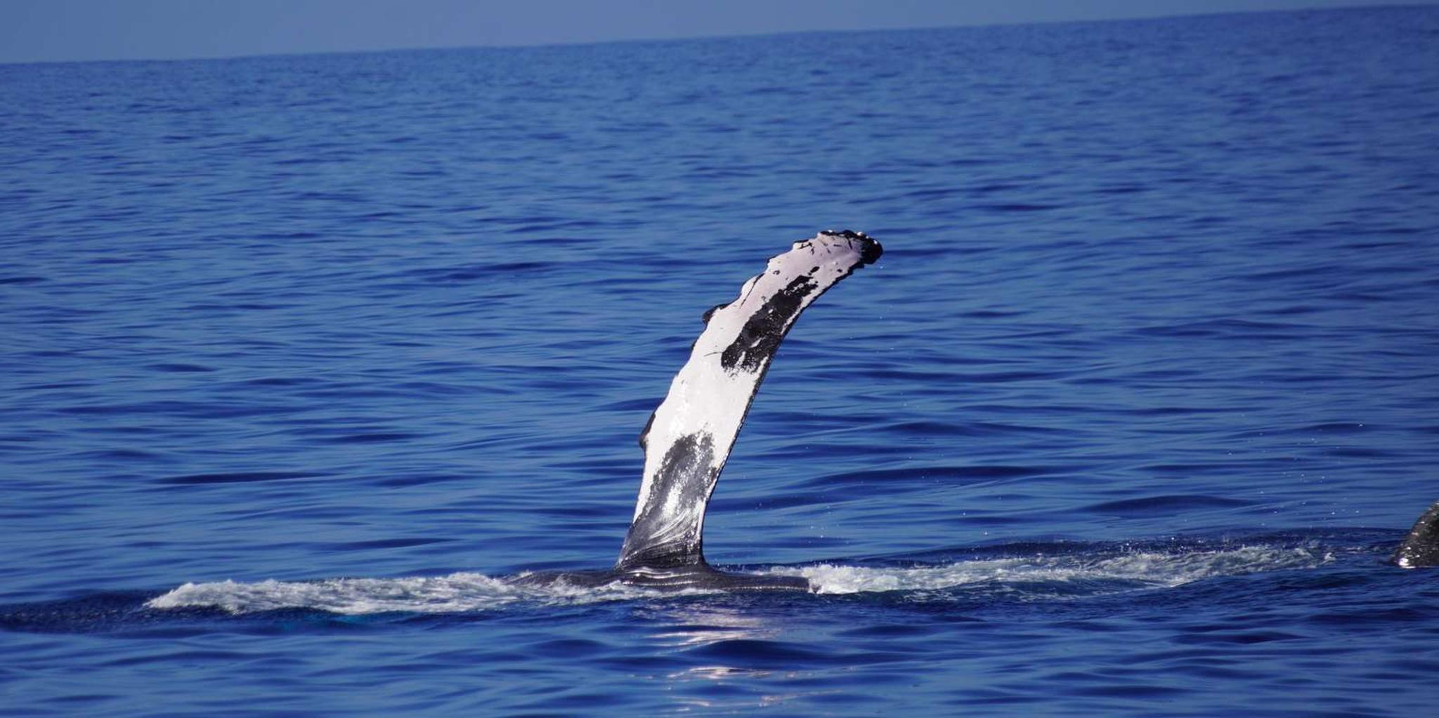 Kona Whale Watching Tour Midday 2 hr - Image 6