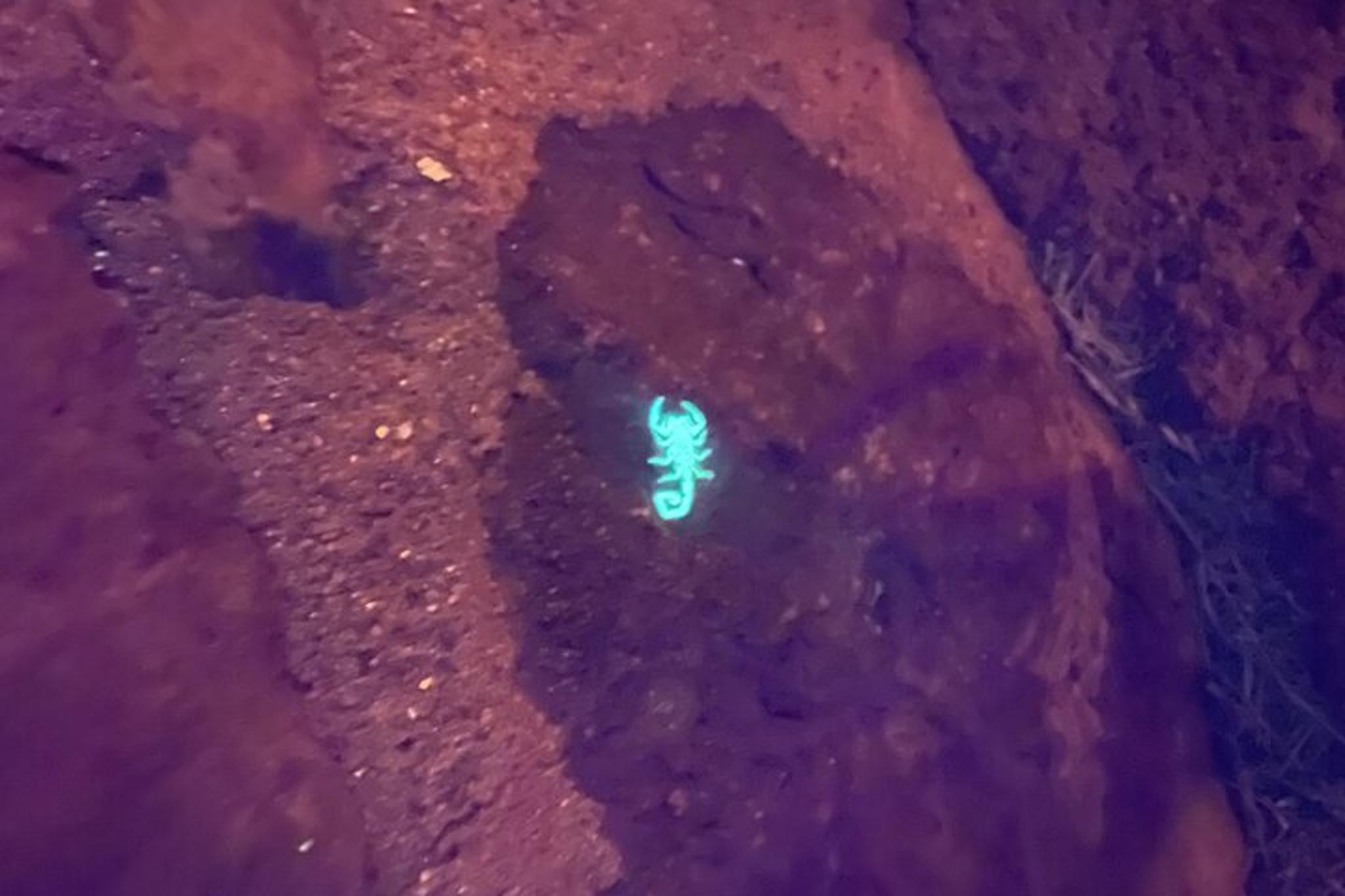 Bisbee Rockhounding Tour at Night - Image 6