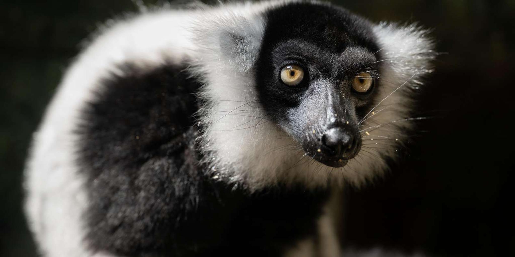 New York Central Park Zoo Entry Ticket - Image 6