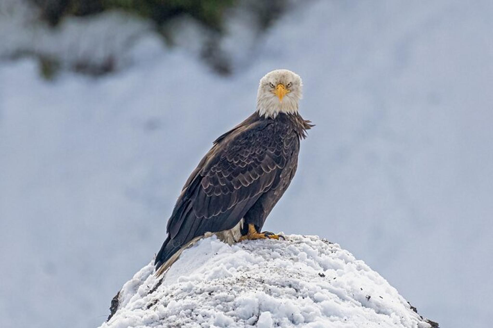 Yellowstone Winter Wildlife and Snowshoe Tour - Image 2