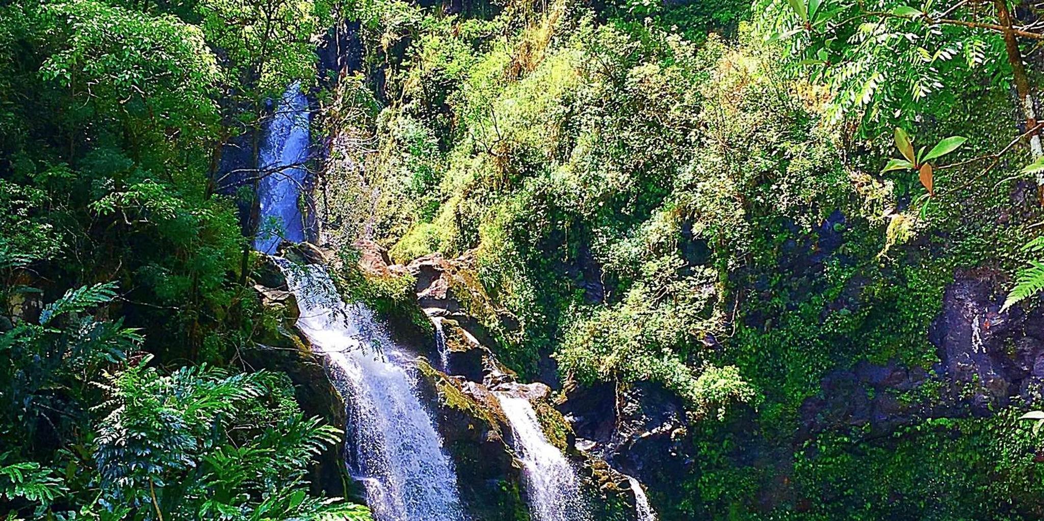 East Maui Rainforest and Road to Hana Tour - Image 2