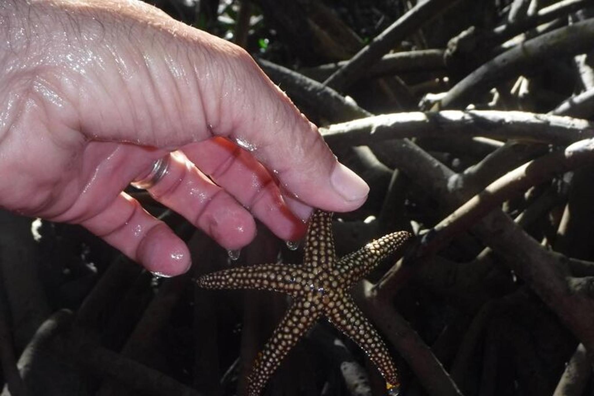 Siesta Key Eco Tour - Image 6